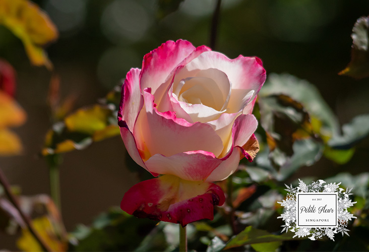Osiria rose-online florist singapore